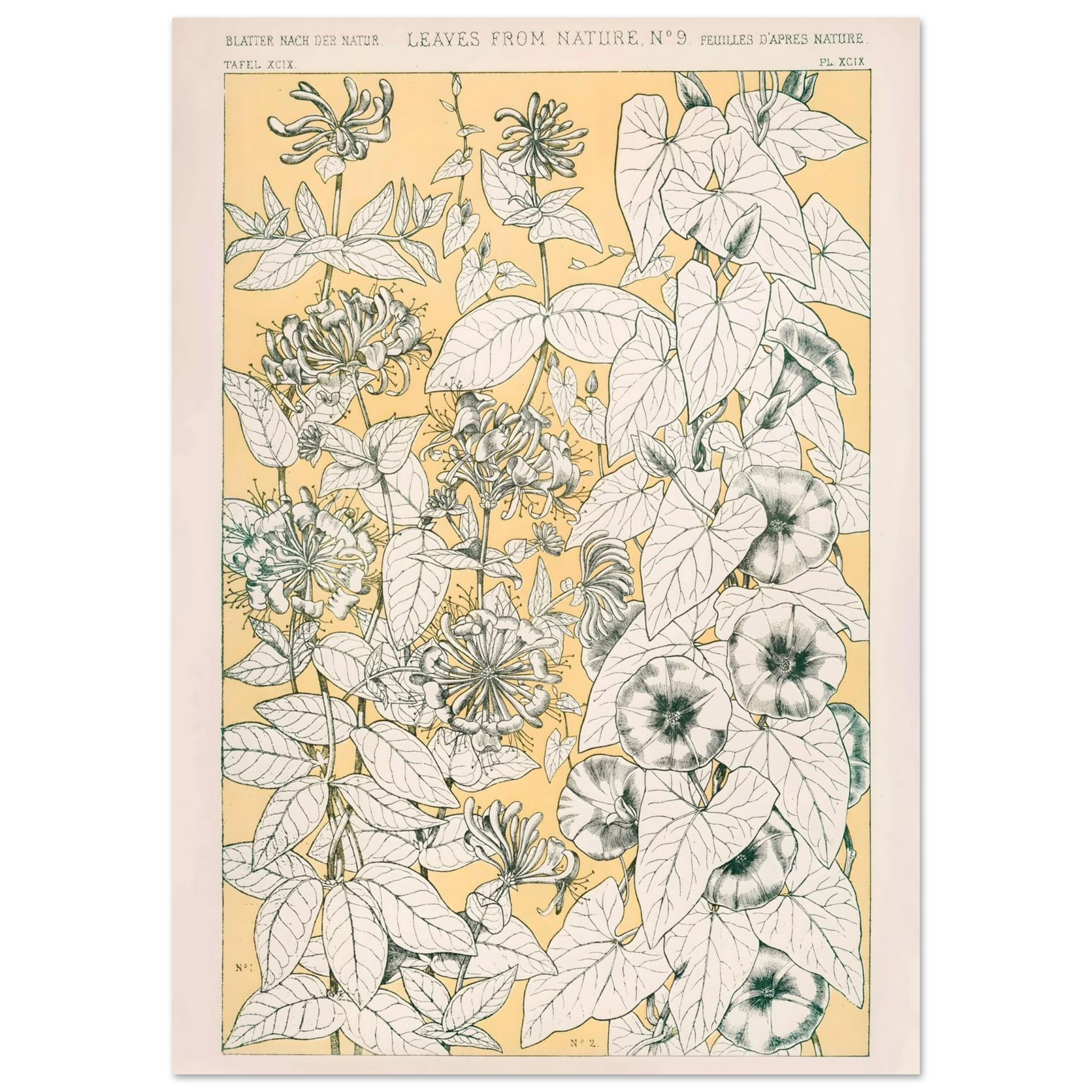 Botanical illustration of leaves and flowers on a yellow background